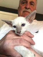 Sanmaurs Arctic Enchanter