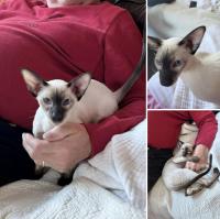 Sanmaurs Black Tie & Tails