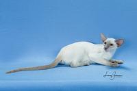 GC. San-Toi Cattleya of Sanmaurs