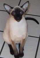 Ch. Sanmaurs Wild Card