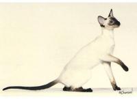 GCh. Sanmaurs Stole My Heart