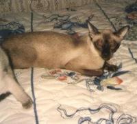 Sanlino DeMilo of Sanmaurs