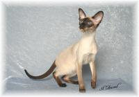 3X GCh. and Ch. Sanmaurs Tangarra