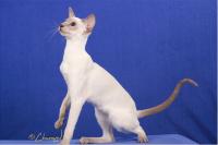 Sanmaurs Alaska of Geishagoll