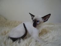 Sanmaurs Sophia of Areestacats