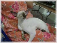 Ch Sanmaurs Starbucks of Areestacats