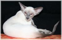 Sanmaurs Lilly of Mariol's