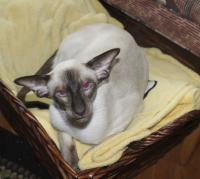 Mariol's Beau of Sanmaurs