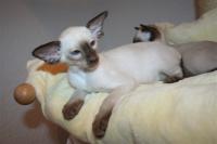 Mariol's Beau of Sanmaurs