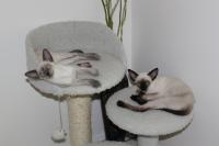 Isosceles, seal point